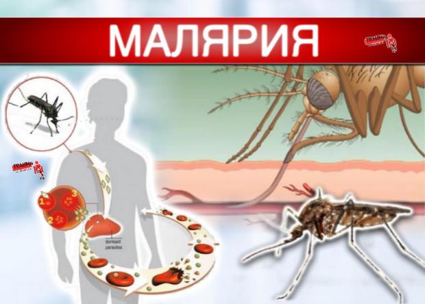 Интернет-проект «Вестник ЗОЖ». Профилактика малярии