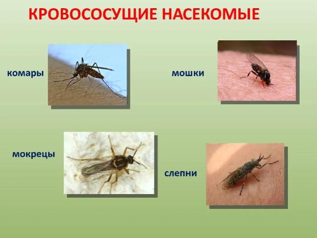 Укусы насекомых – лечение укусов комаров, мошки и блох