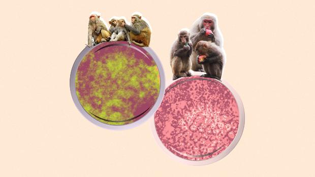 Вирус оспы обезьян