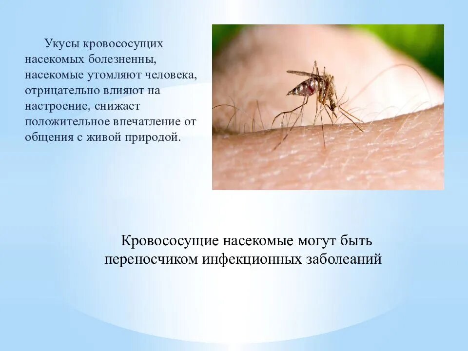 Тема укусы насекомых. Кровососущие комары кровососущие комары. Укусы кровососущих насекомых.