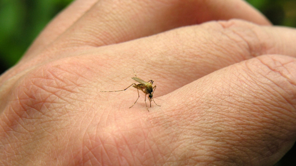 Аллергия на комариный укус: причины и симптомы